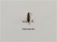 藏品(高砂細翅天牛)的圖片